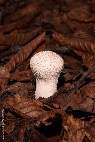 Fungus prickly puffball among dry leaves.