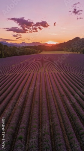 Wallpaper Mural Lavender field at sunset in serene rural landscape Torontodigital.ca