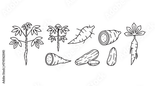 Cassava plant roots and leaves collection botanical line art elements for agricultural design vector