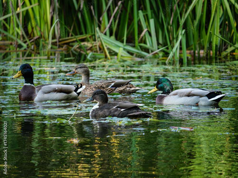 Obraz premium duck and ducklings