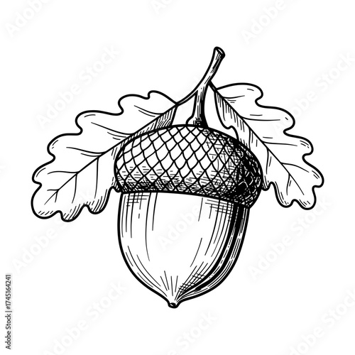 Acorn vector illustration with oak leaves, detailed outline hand drawing, nature woodland design