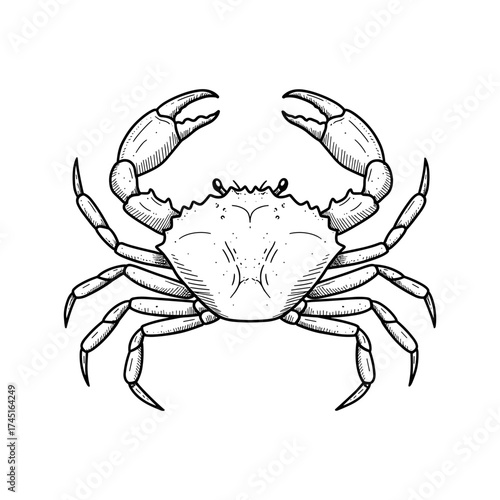 Crab vector illustration in detailed black outline, marine animal with claws and legs, handdrawn style on white