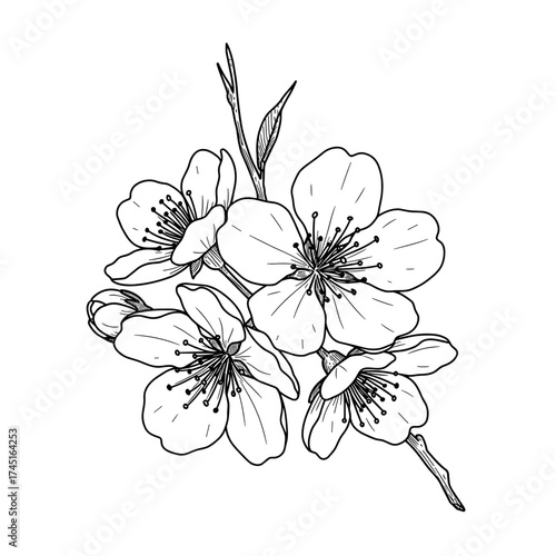 Flowering branch vector illustration with multiple blossoms, delicate outline hand drawing