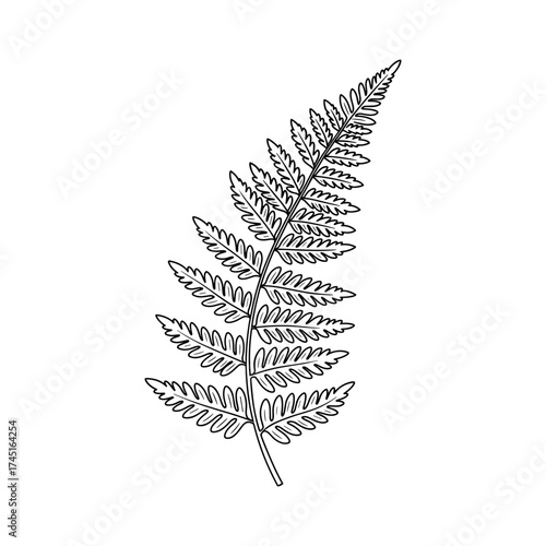 Fern leaf vector illustration in black outline style, simple minimalist botanical element on white