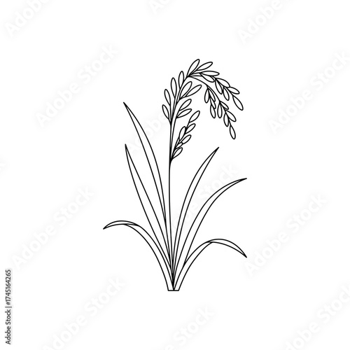 Timothy grass vector illustration in simple outline, botanical rural plant with leaves and seeds on white
