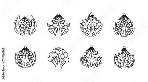 Collection of eight intricate line art drawings of cabbage heads for culinary or agricultural themes vector