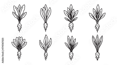 Fresh root vegetables with green leaves hand drawn sketch style set vector