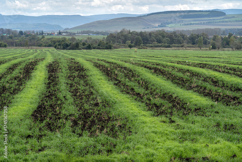Autumn striped field after harvest with sprouted fresh greens.