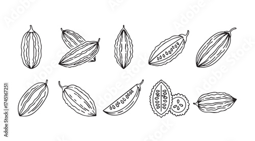 Hand drawn cardamom pods and seeds collection natural spice ingredient line art vector