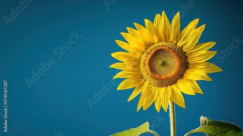 Wallpaper Mural Sunflower facing viewer under clear blue sky outdoors Torontodigital.ca
