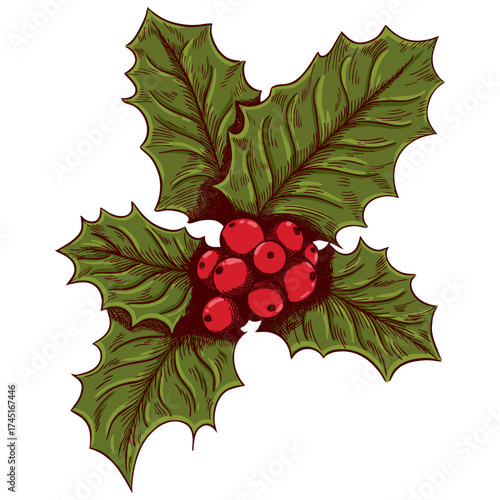 Christmas Holly with Red Berries. Vector illustration