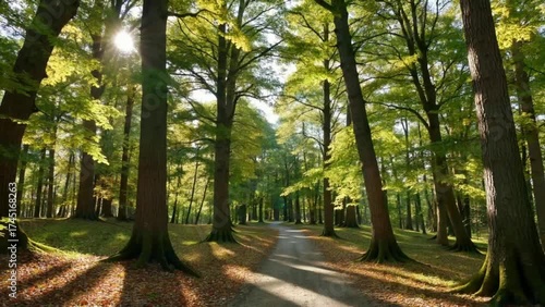 Walk the quiet, sun-dappled path through this beautiful, lush green forest, watch the golden sunlight stream through the tall, mature tree canopy above, a perfect