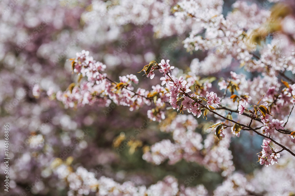 Obraz premium Pink cherry blossoms. Spring, nature coming to life. Japanese cherry blossoms in a spring garden. Blossoms on the branches of a tree in a Japanese park.