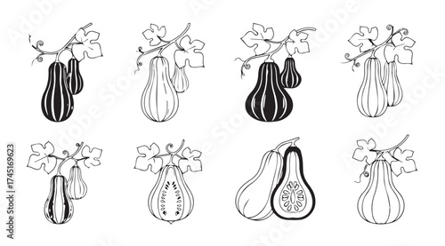 Collection of whimsical hand-drawn gourd and squash illustrations with delicate leafy accents vector