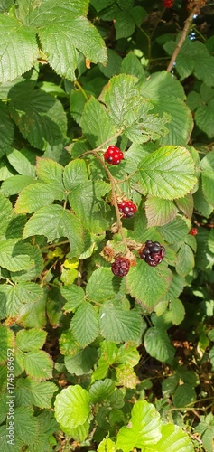 Overripe wild raspberry on a hiking trail in Alsace, mobile photo. Concept of nature, fruit, foraging, authenticity.