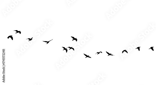 Flock of black bird silhouettes flying in formation across a pure white background, symbolizing freedom and migration in nature.