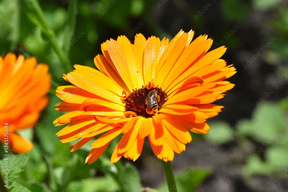 Fototapeta premium Radiant Calendula Flowers in Bloom 