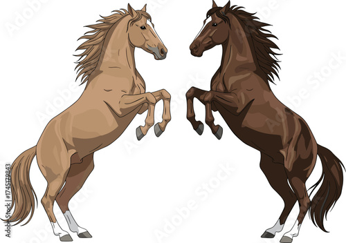 Two rearing horses facing each other, powerful stallion illustration, dynamic equestrian artwork, animal strength, wild horse energy, vector drawing design