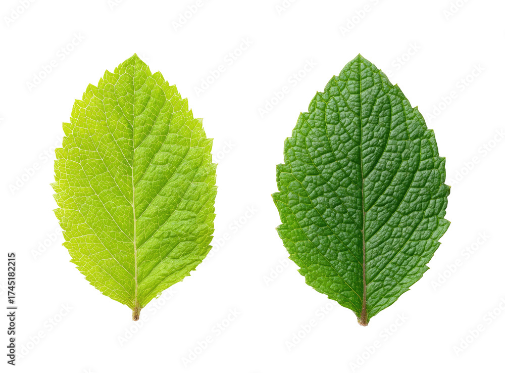 Fototapeta premium Two isolated leaves of differing shades, front and back, are presented against a black background