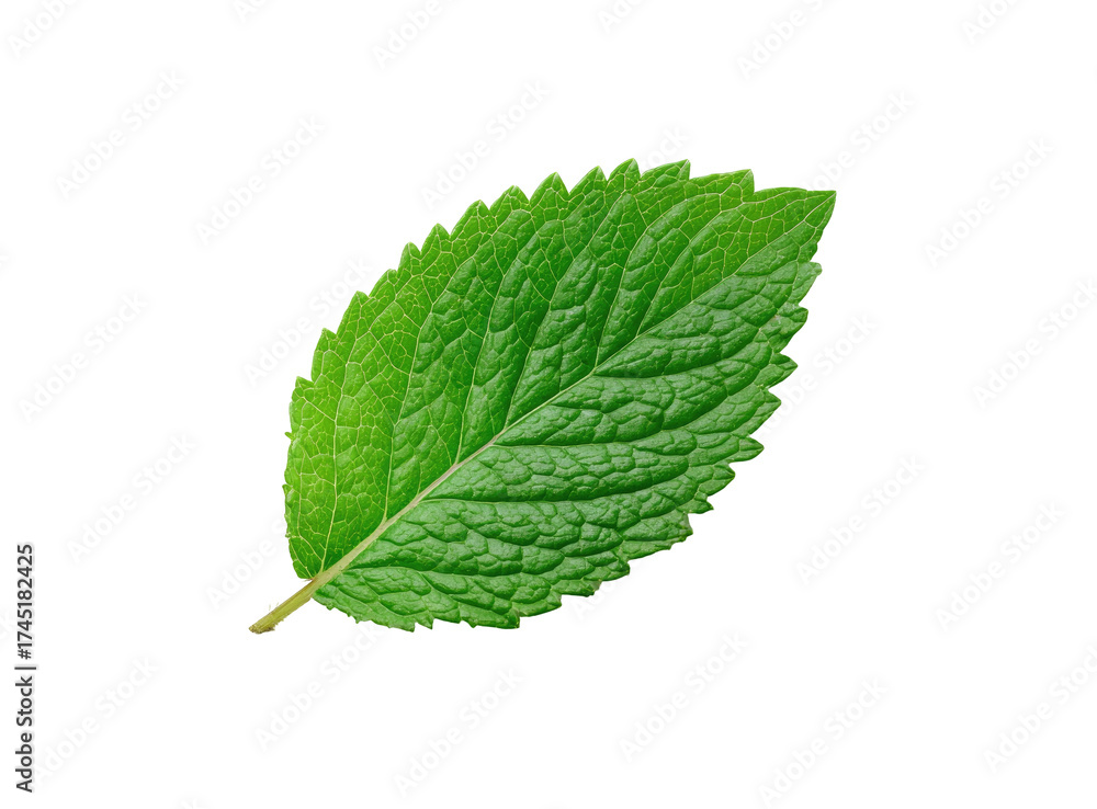 Fototapeta premium A single, textured green leaf isolated against a black background, showing detailed veins