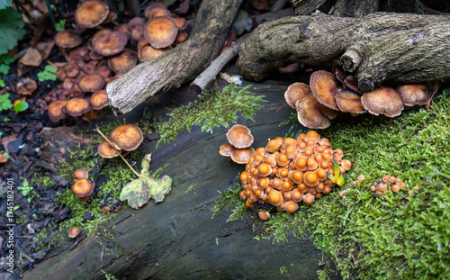 Pilze im Garten