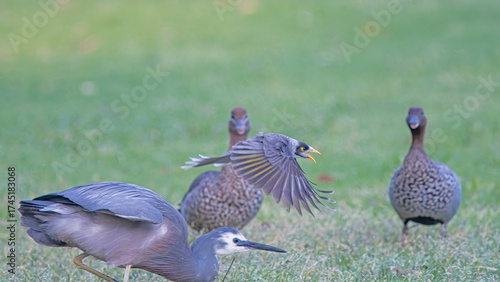 Noisy minor versus blue heron