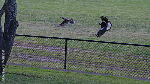 Magpie chasing kookaburra in the park
