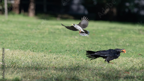 Noisy minor versus Magpie in the park