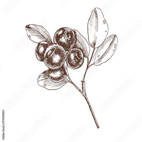 Blueberries branch hand drawn ink graphics. Forest wild berries stem clipart, healthy nature food painting for seasonal autumn menu, packing, stationery ,wallpaper design