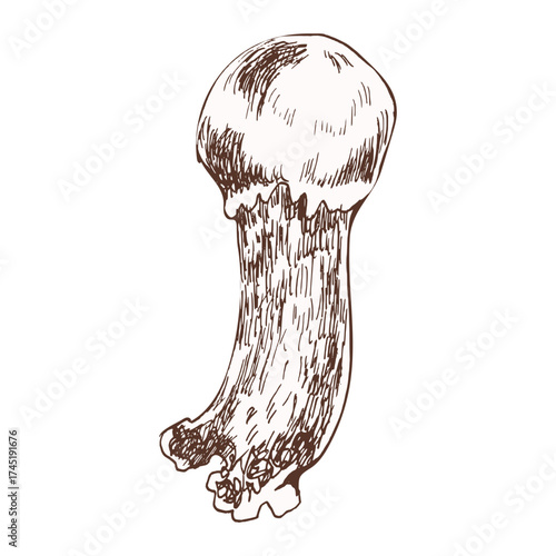 Autumn edible mushroom ink vector graphics. Hand drawn forest fungus, seasonal healthy vegan food clipart for menu, invitation, packing design. Craft rustic decor