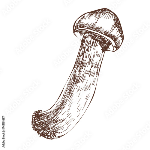 Autumn mushroom hand drawn ink vector graphics. Edible fungus clipart, healthy vegan food painting for seasonal menu, packing, label, logo design. Home textile