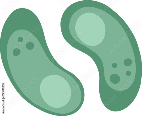 Green microbes or bacteria dividing in biology concept
