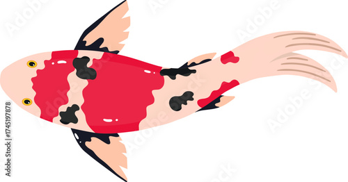 Red and black koi fish swimming top view