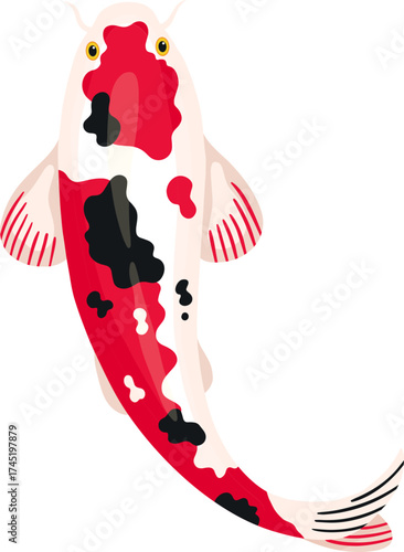 Koi fish swimming top view on white background