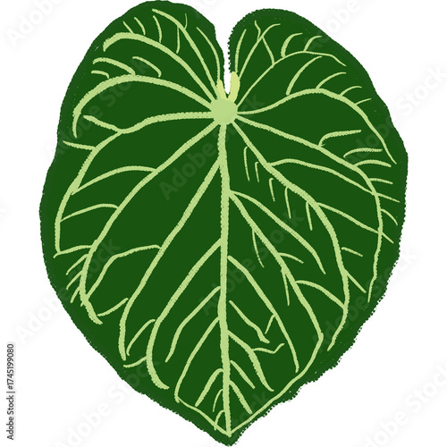 Hand drawing leaf plant illustrations unique 