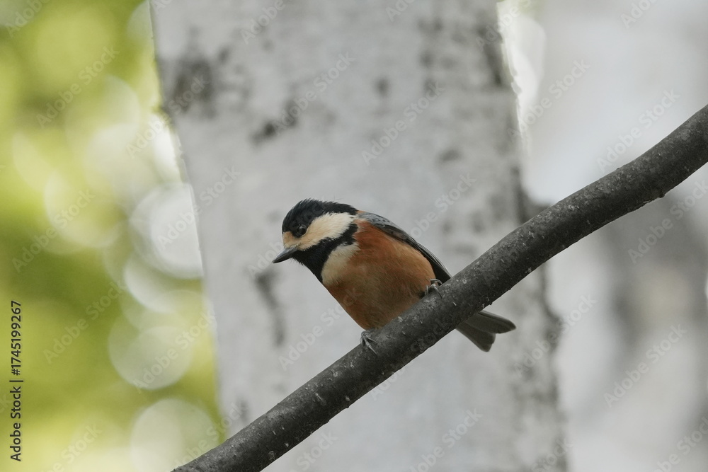 Fototapeta premium 木の枝にとまるヤマガラ