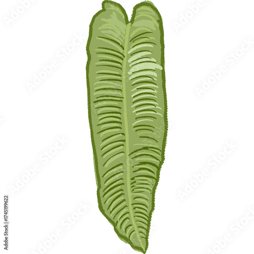 Hand drawing leaf plant illustrations unique 