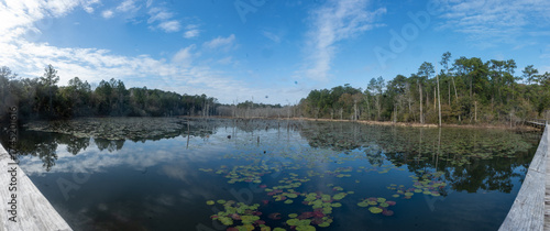 The creek doesn’t rush; it simply moves — like time in no hurry to be noticed, University of South Alabama, Mobile, Alabama, United States of America