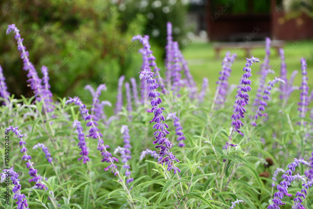 Fototapeta premium サルビア・レウカンタ Mexican bush sage