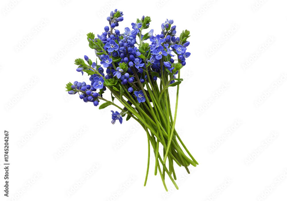 Obraz premium Bunch of delicate blue wildflowers isolated on transparent background