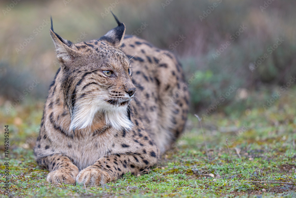Fototapeta premium Iberian lynx in green vegetation