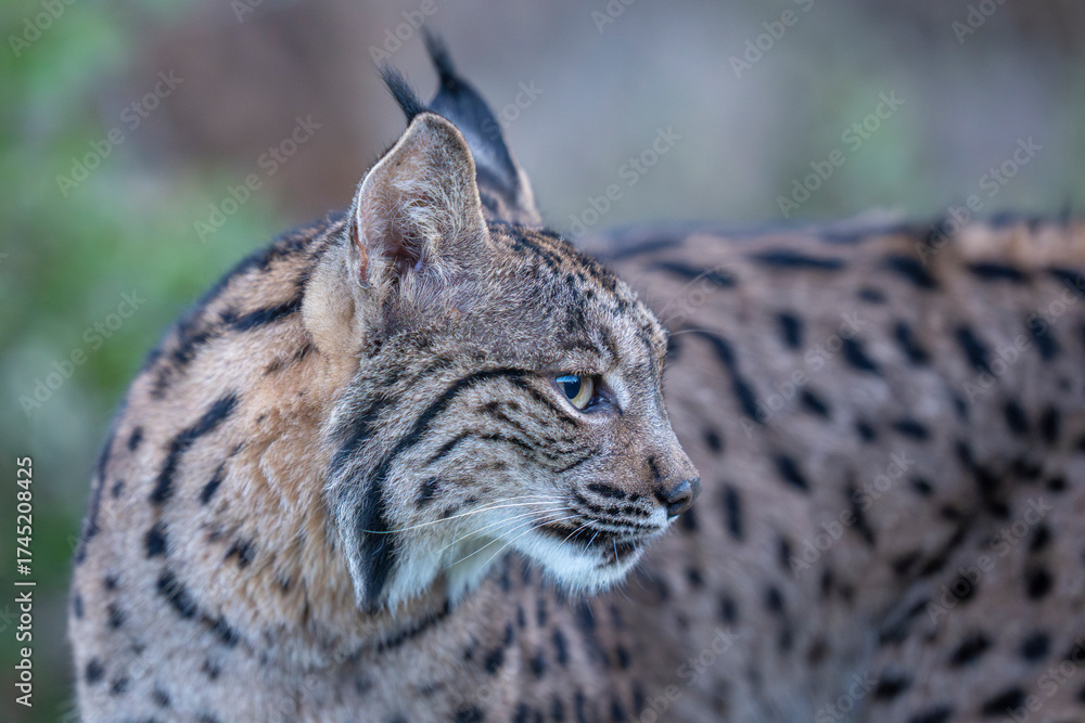 Obraz premium Iberian lynx close up portrait