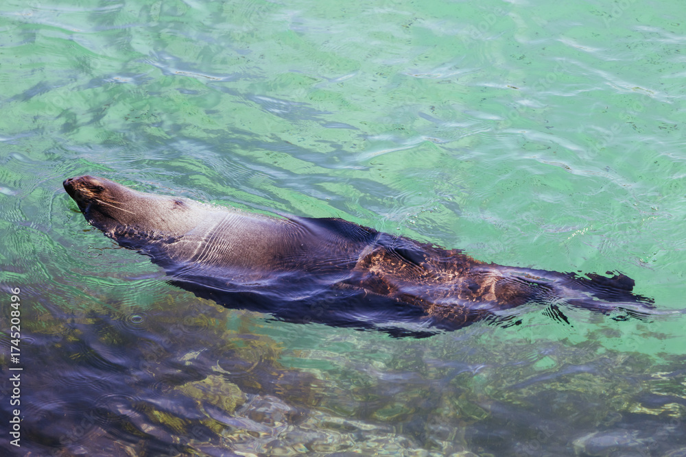 Obraz premium Seal in Narooma Inlet in Australia