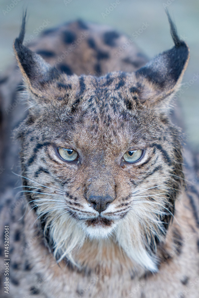 Fototapeta premium Iberian lynx close up portrait