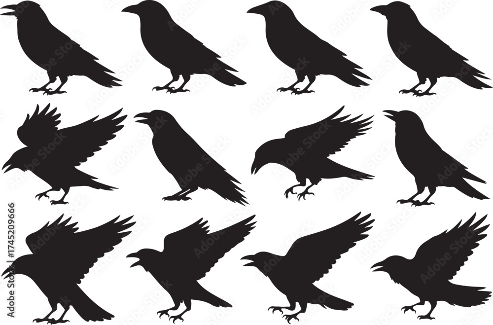 Fototapeta premium Collection of silhouette raven bird poses in various flying and perching positions