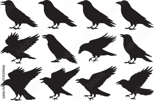 Collection of silhouette raven bird poses in various flying and perching positions