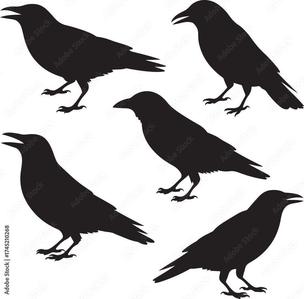 Fototapeta premium Five silhouette ravens perched and standing against white background