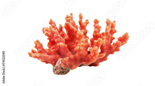 coral background transparent