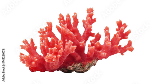 coral background transparent