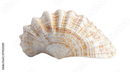 coral background transparent